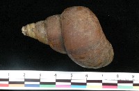 藏品(長田螺)的圖片